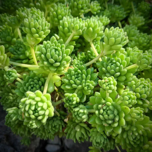 Sedum Hirsutum