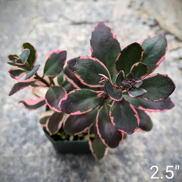 Sedum Hybrid Species