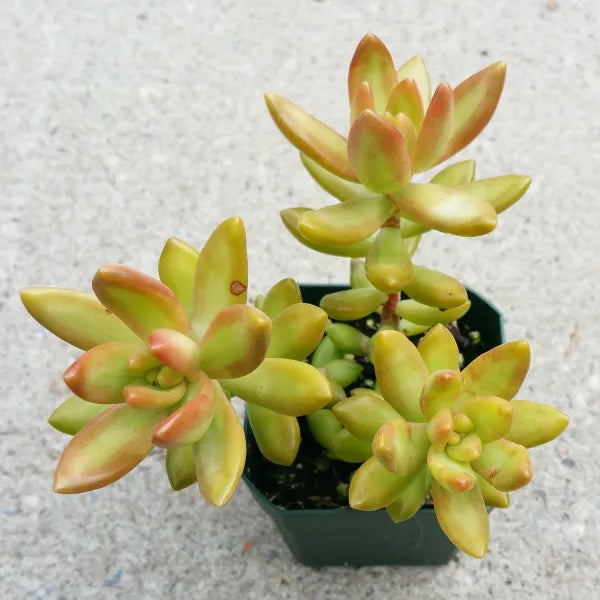 Sedum Nussbaumerianum