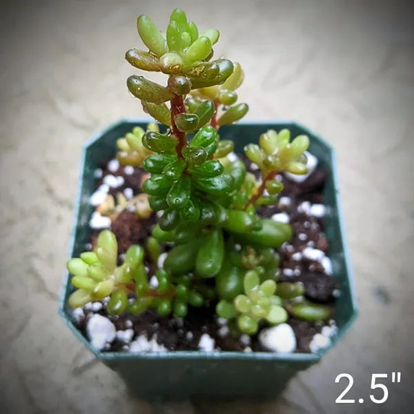 Sedum Rubrotinctum 'Redberry'