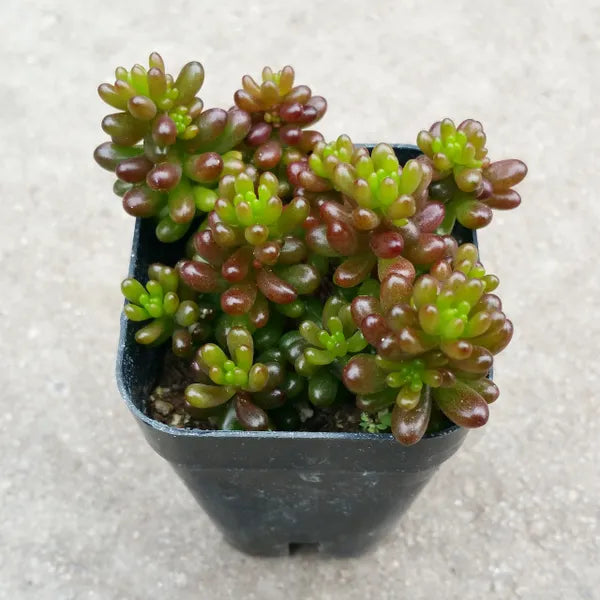 Sedum Rubrotinctum 'Redberry'