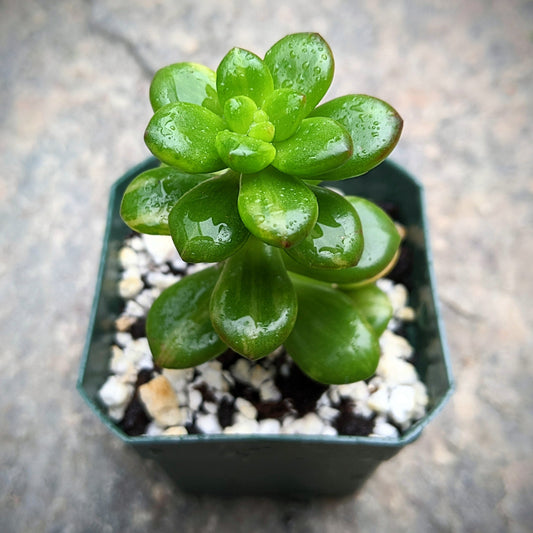 Close-up of Sedum Lucidum Variegated succulent with glossy, variegated green and cream-coloured leaves.