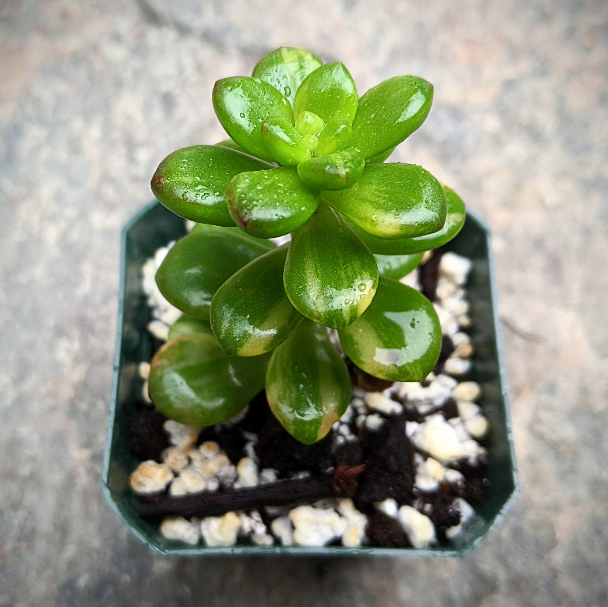 Close-up of Sedum Lucidum Variegated succulent with glossy, variegated green and cream-colored leaves.
