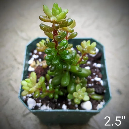 Close-up of Sedum Rubrotinctum 'Redberry' succulent with green and red bean-shaped leaves, growing in a green square plastic pot.