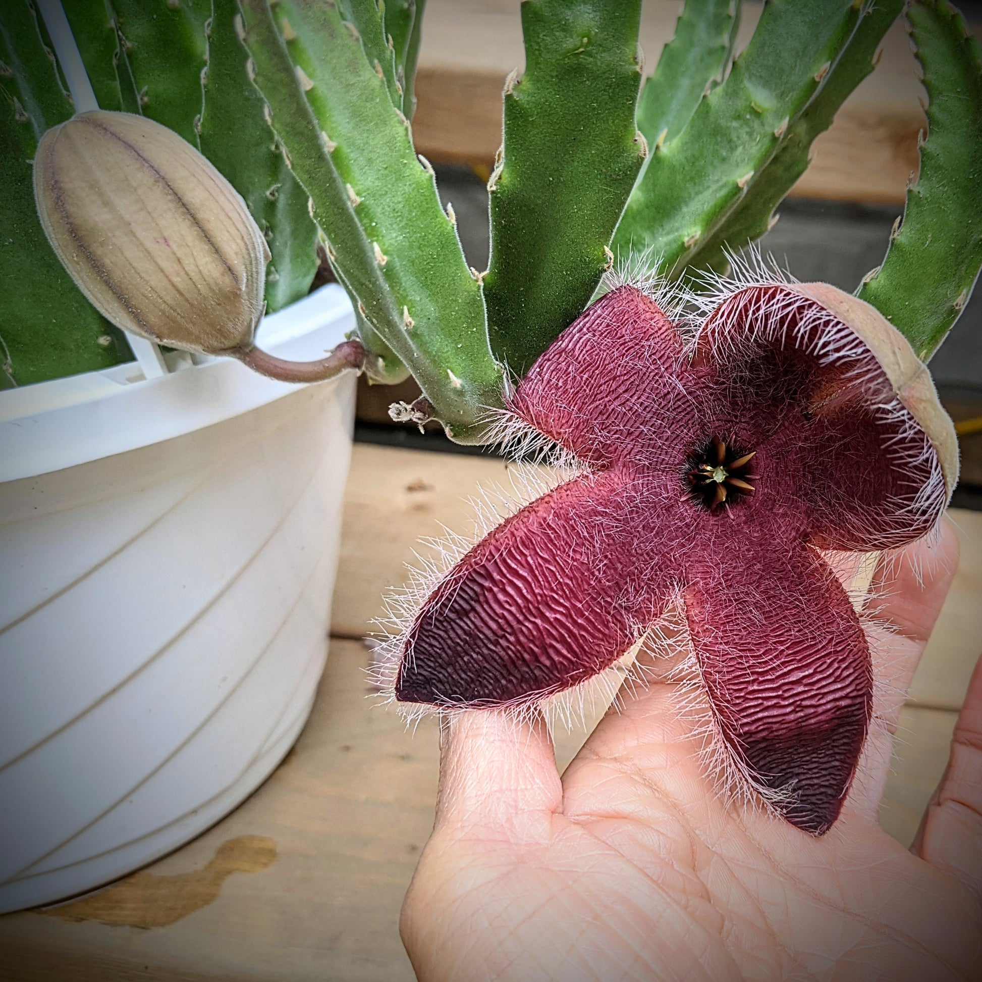 succulent with star shaped flower Stapelia Desmetiana Plant