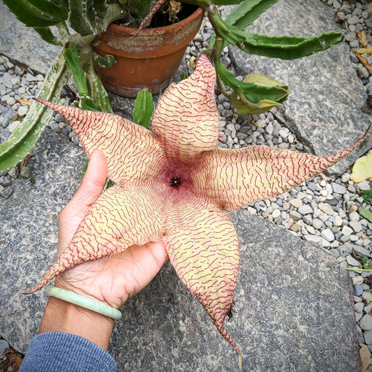 Close-up of a Stapelia Gigantea bloom, also known as the Giant Starfish Flower, showcasing its large, star-shaped petals in maroon with yellowish accents. The flower's unique appearance and striking size make it a standout in any succulent collection.