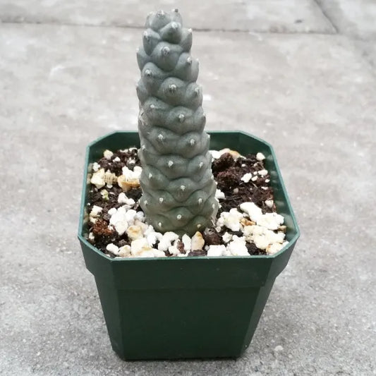 Tephrocactus Articulatus aka Pine Cone Cactus