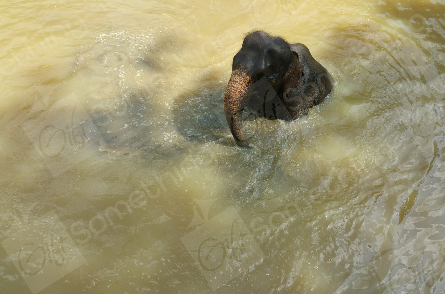 Elephant, Thailand
