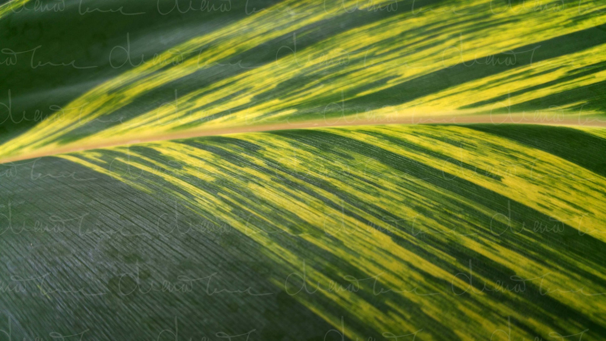 Close-up of tropical leaf pattern featuring varying shades of green and yellow.