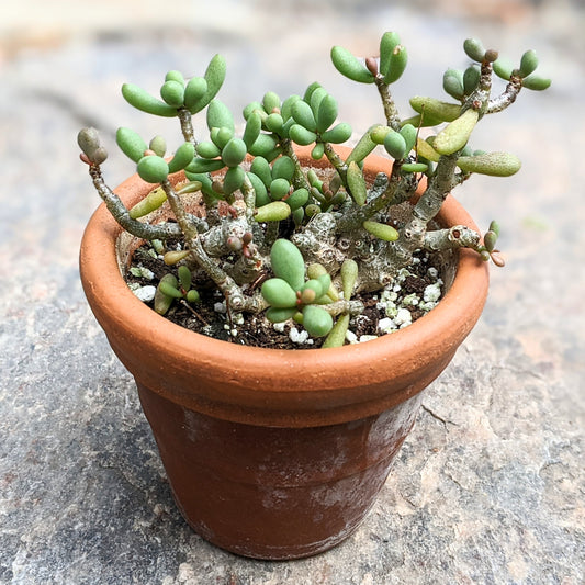 Close-up of Tylecodon Schaeferianus in 3.5" pot, showing its unique, thickened stems and compact rosette of fleshy leaves.