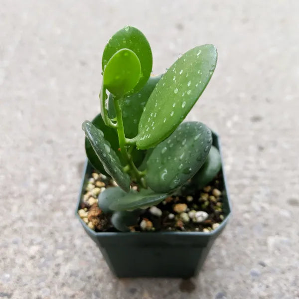 Close-up of Xerosicyos Danguyi, also known as the Silver Dollar Vine, showing its round, silver-green leaves in a 2.5" pot. The plant’s unique coin-like foliage stands out against a neutral background.