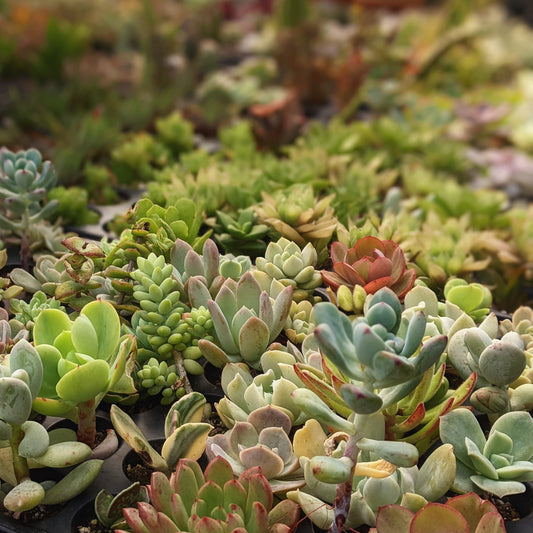 Close-up of various succulent plants, including Echeveria, sedum, and graptoveria, showcasing their distinct shapes and colours.