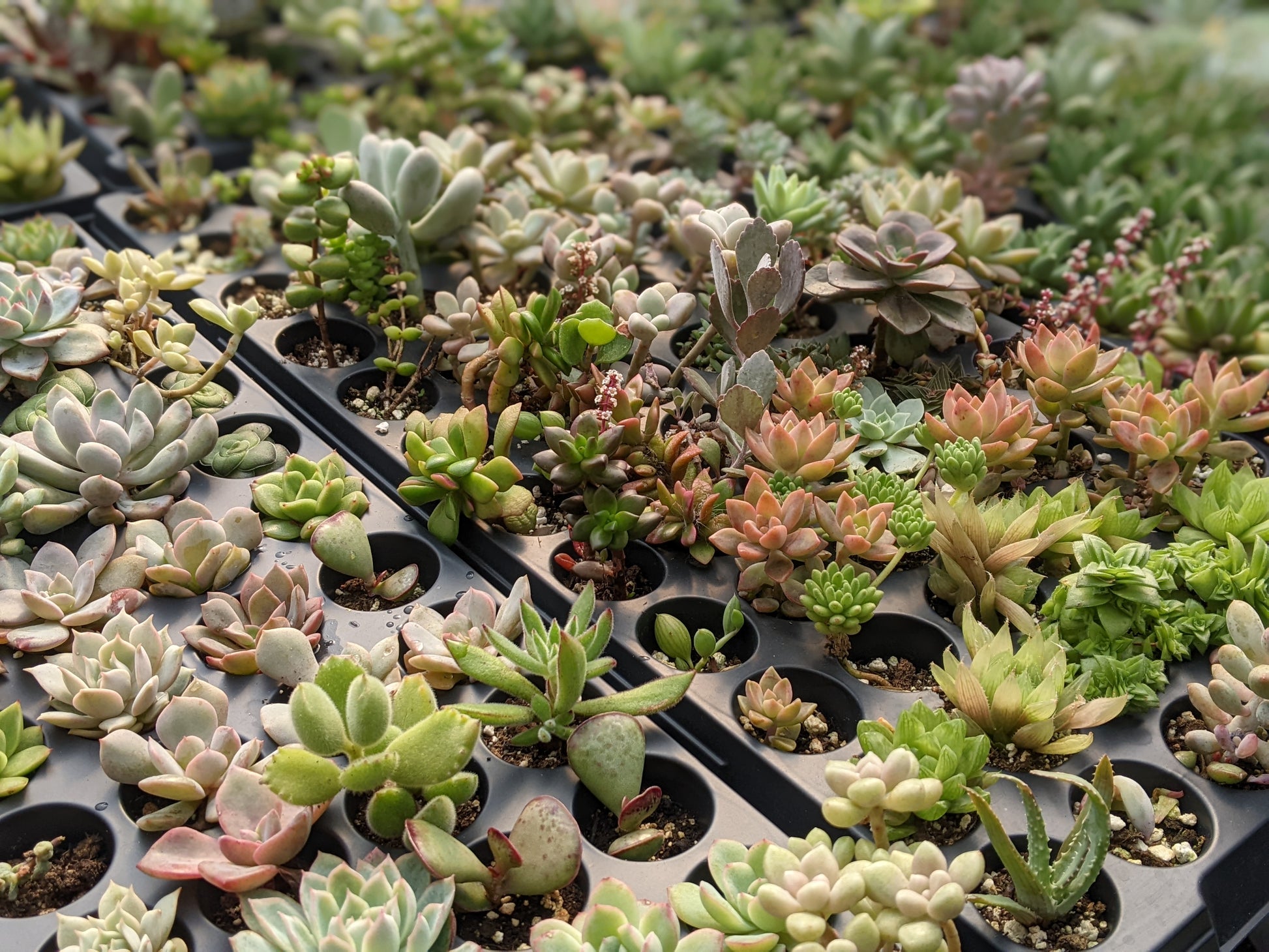 Close-up of various succulent plants, including Echeveria, sedum, and graptoveria, showcasing their distinct shapes and colours.