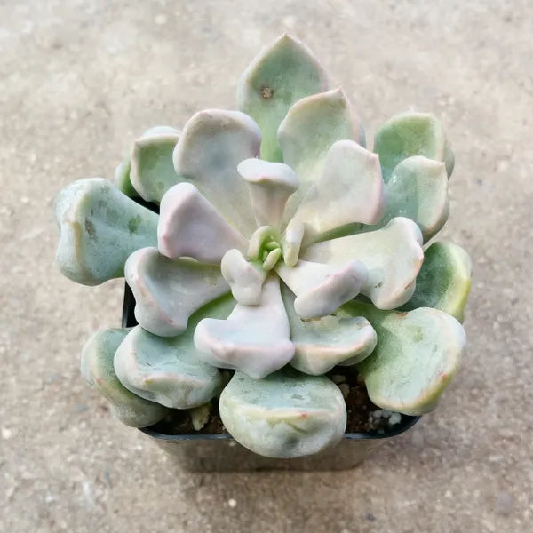 xGraptoveria Lilac Spoons