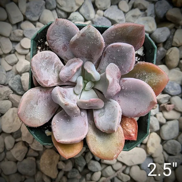 xGraptoveria Lilac Spoons